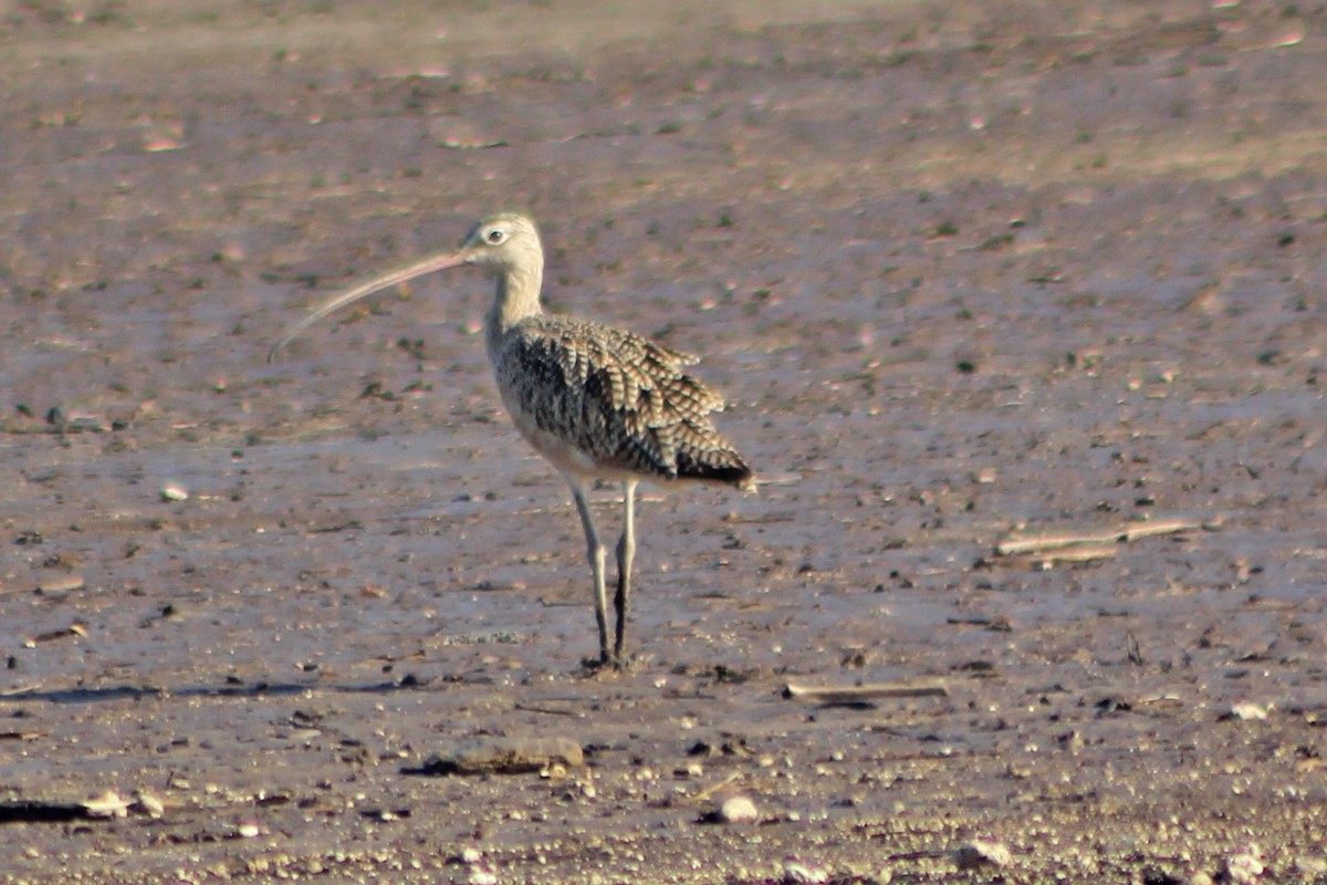 Long-billed Curlew - ML176134591