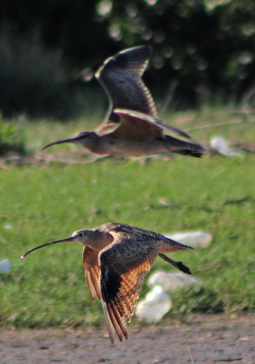 Long-billed Curlew - ML176134611