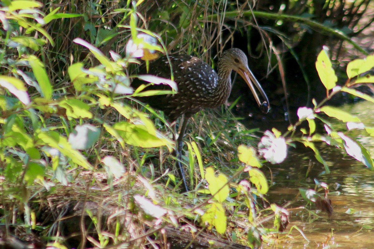 Limpkin - Brady Colin