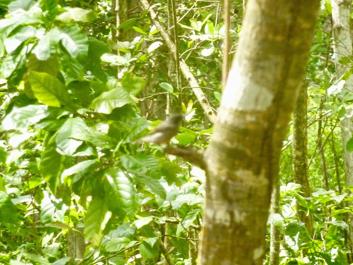Seychellennektarvogel - ML176135531
