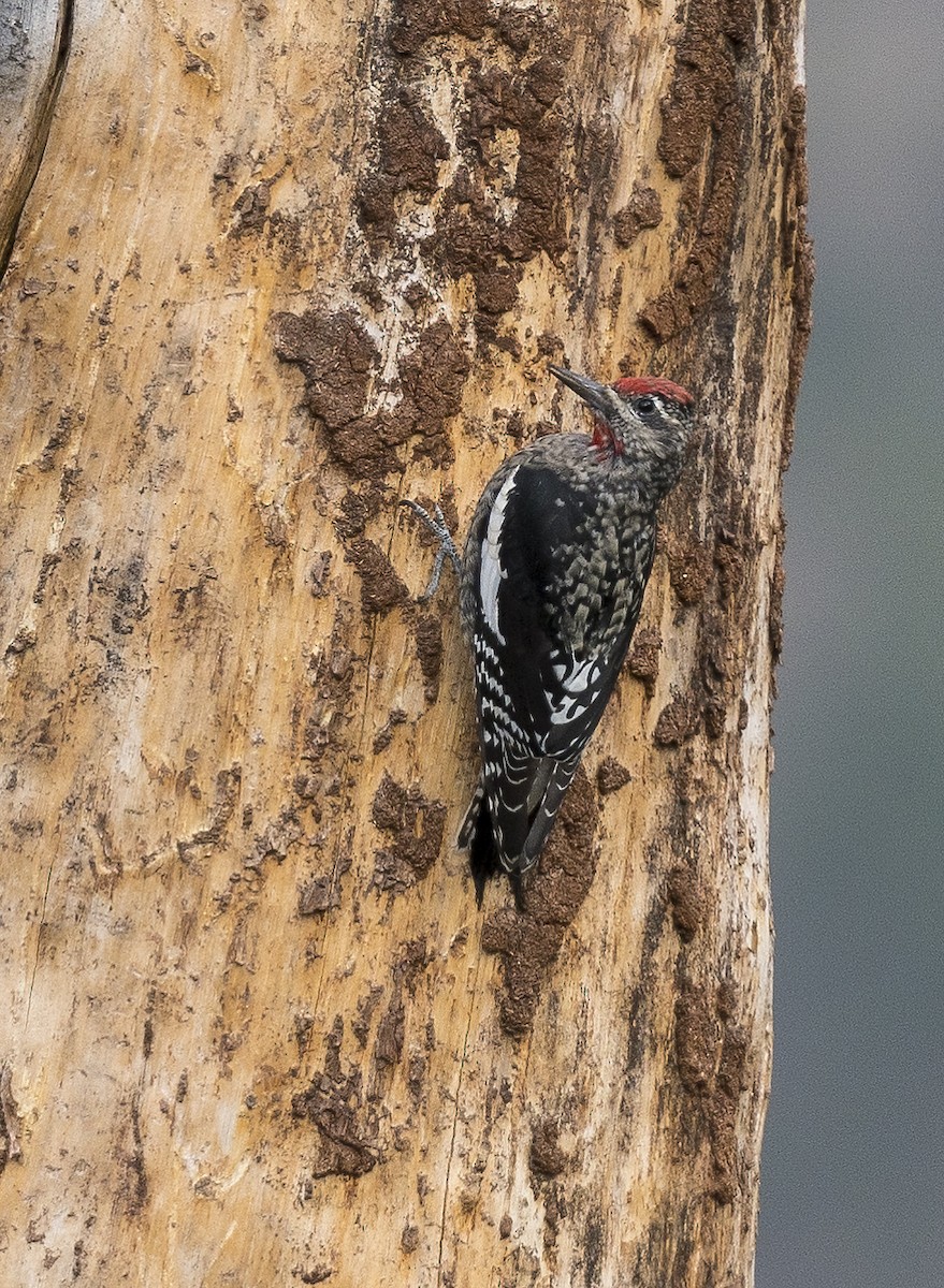 Red-naped Sapsucker - ML176136611