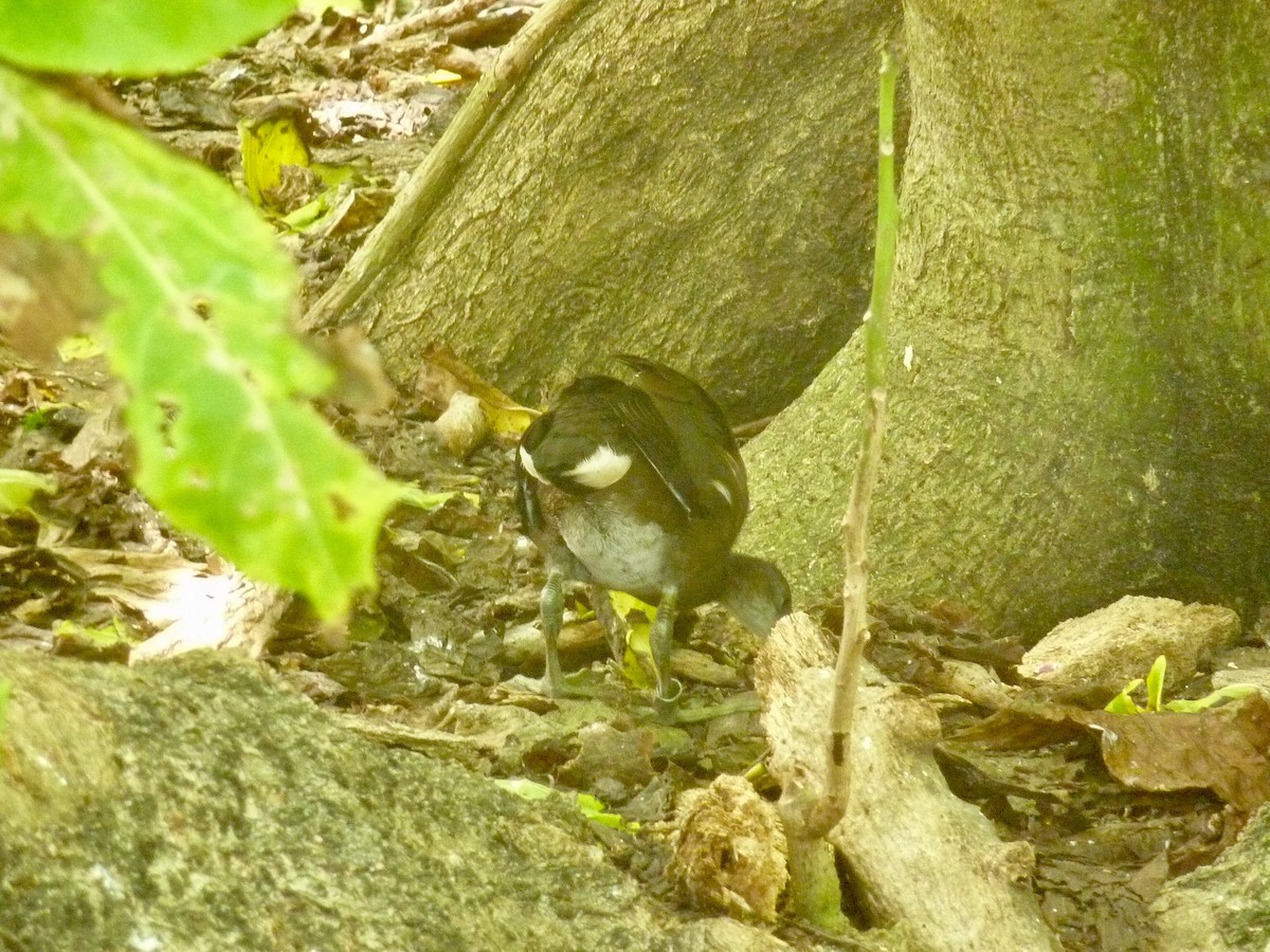 Gallinule poule-d'eau - ML176140131