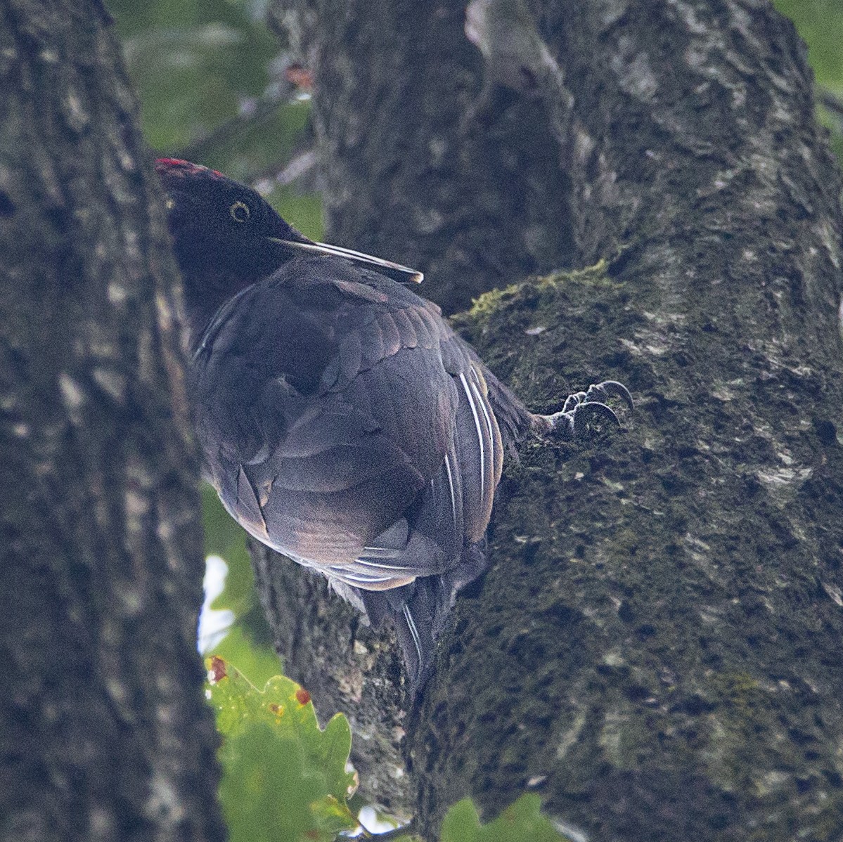 Black Woodpecker - ML176140871