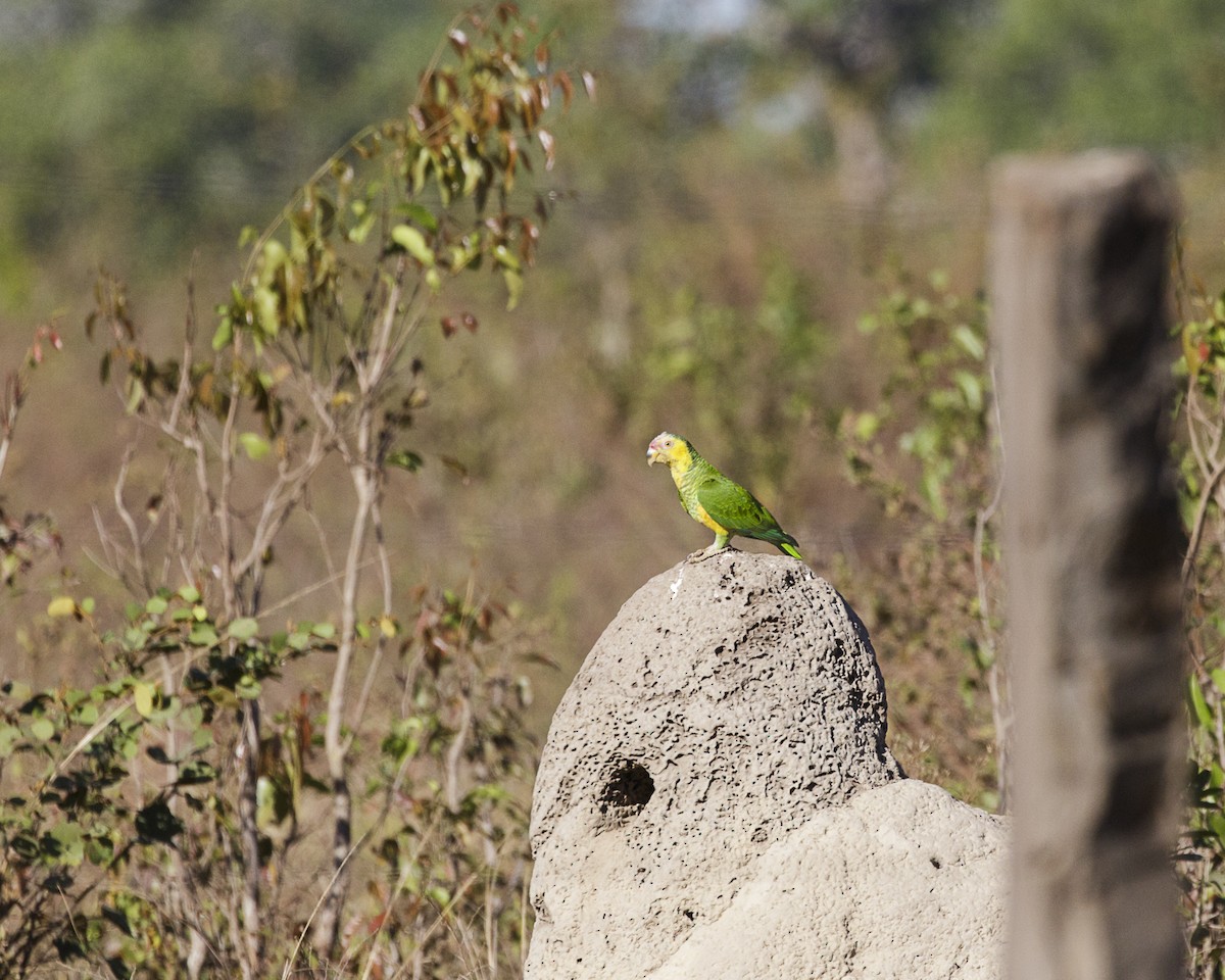 Yellow-faced Parrot - Silvia Faustino Linhares