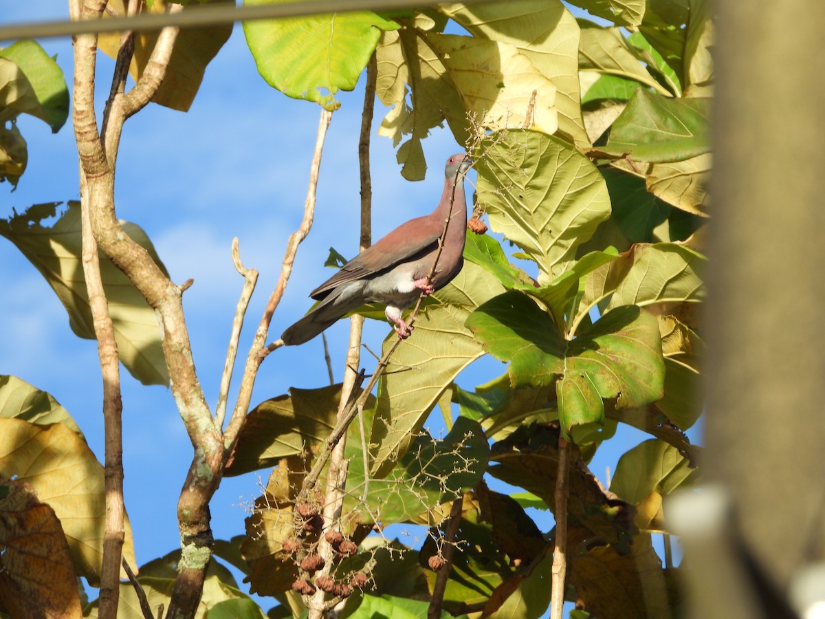 Pale-vented Pigeon - ML176141801