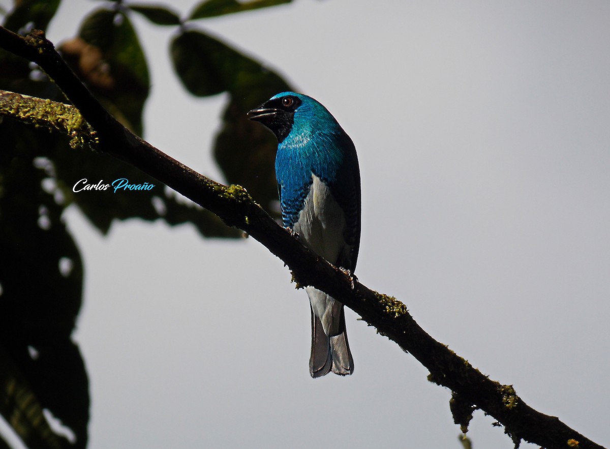 Swallow Tanager - ML176141971