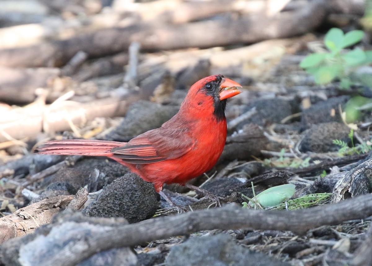 Cardinal rouge - ML176142121