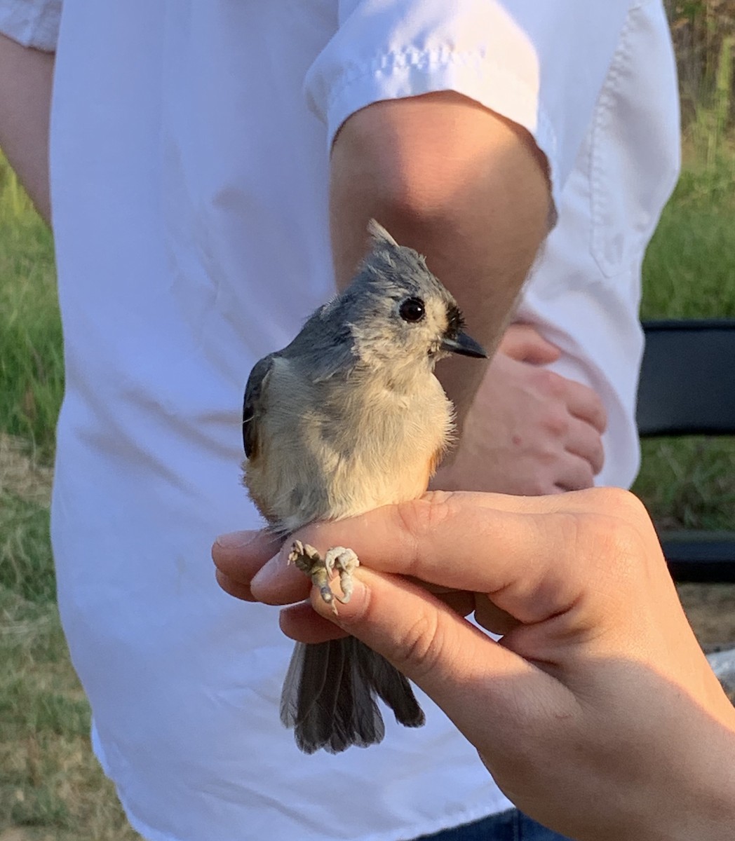 Tufted Titmouse - Bill Page