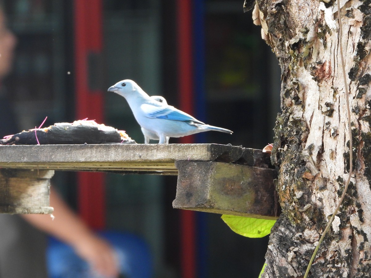 Blue-gray Tanager - ML176142871