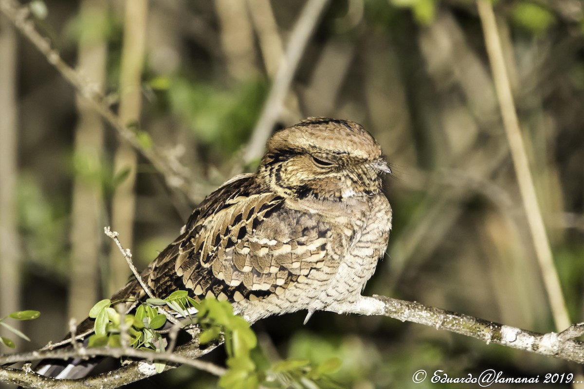 Common Pauraque - Jorge Eduardo Ruano