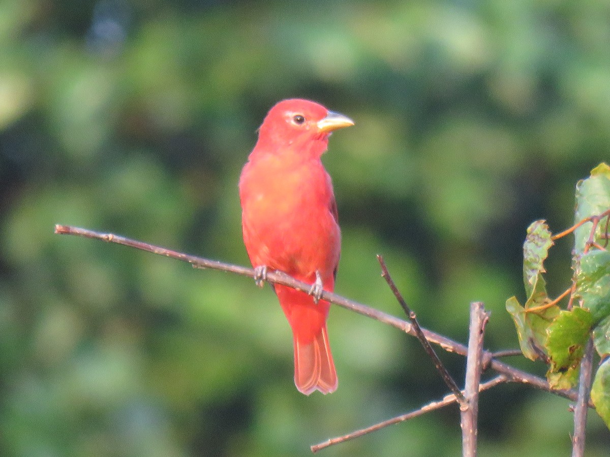 Summer Tanager - ML176143871