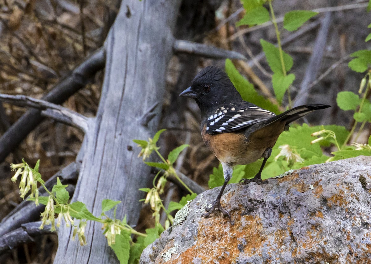 Spotted Towhee - ML176144681