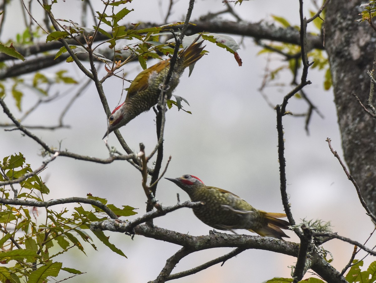 Golden-olive Woodpecker - ML176144861