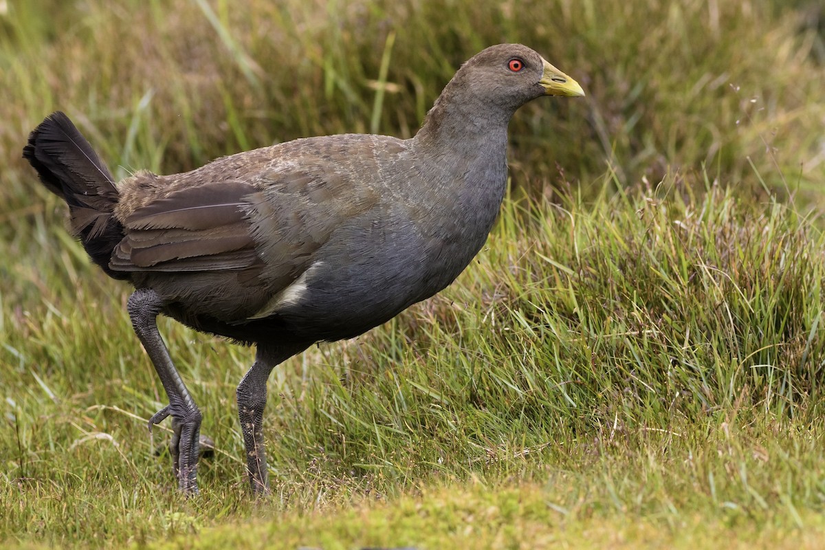 Grünfuß-Teichhuhn - ML176145261