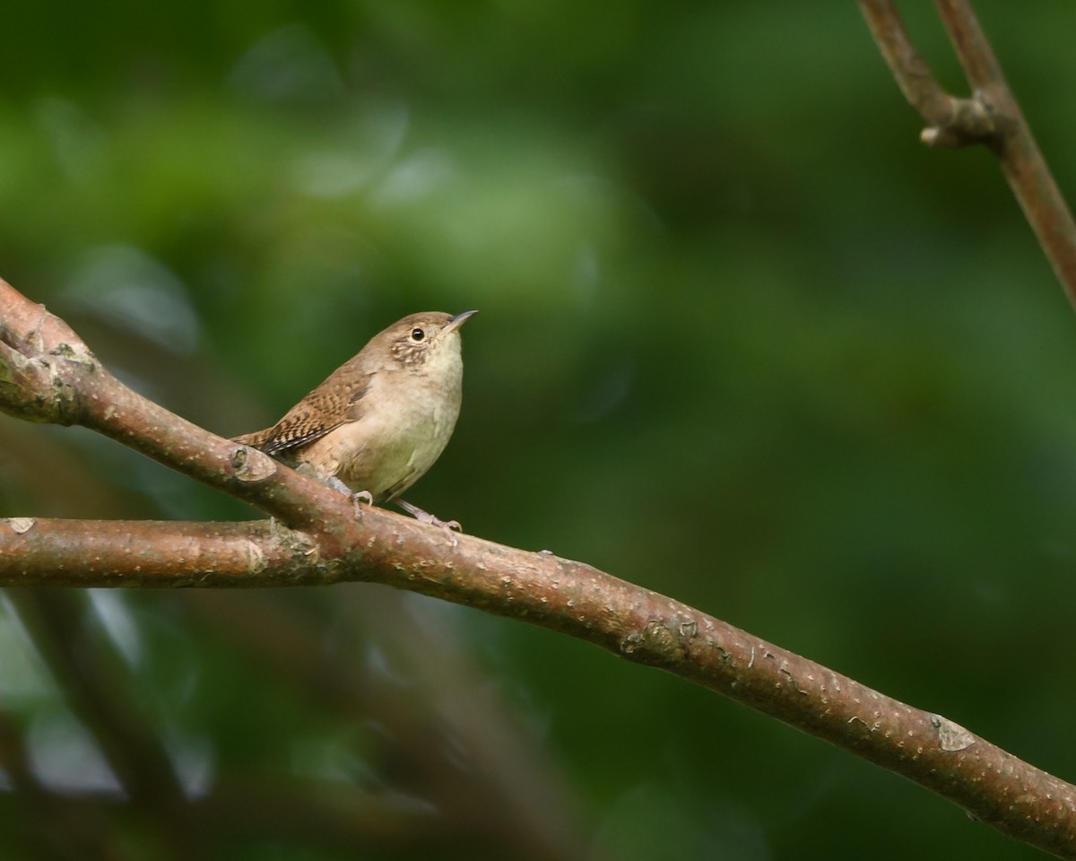 House Wren - ML176147221