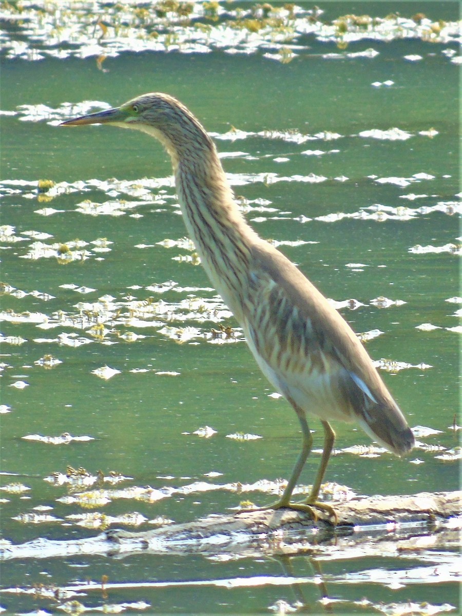 Squacco Heron - ML176147371