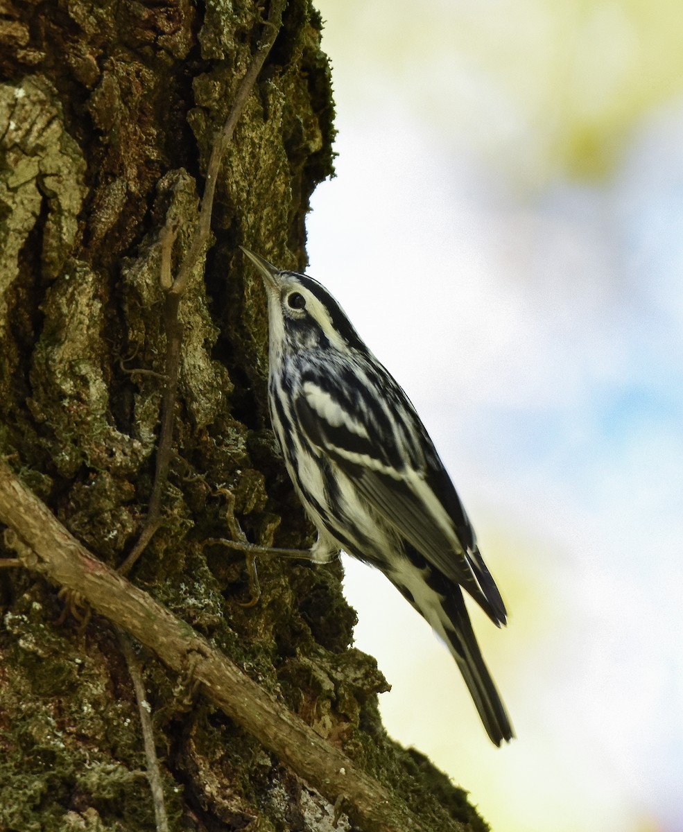 Black-and-white Warbler - ML176147531