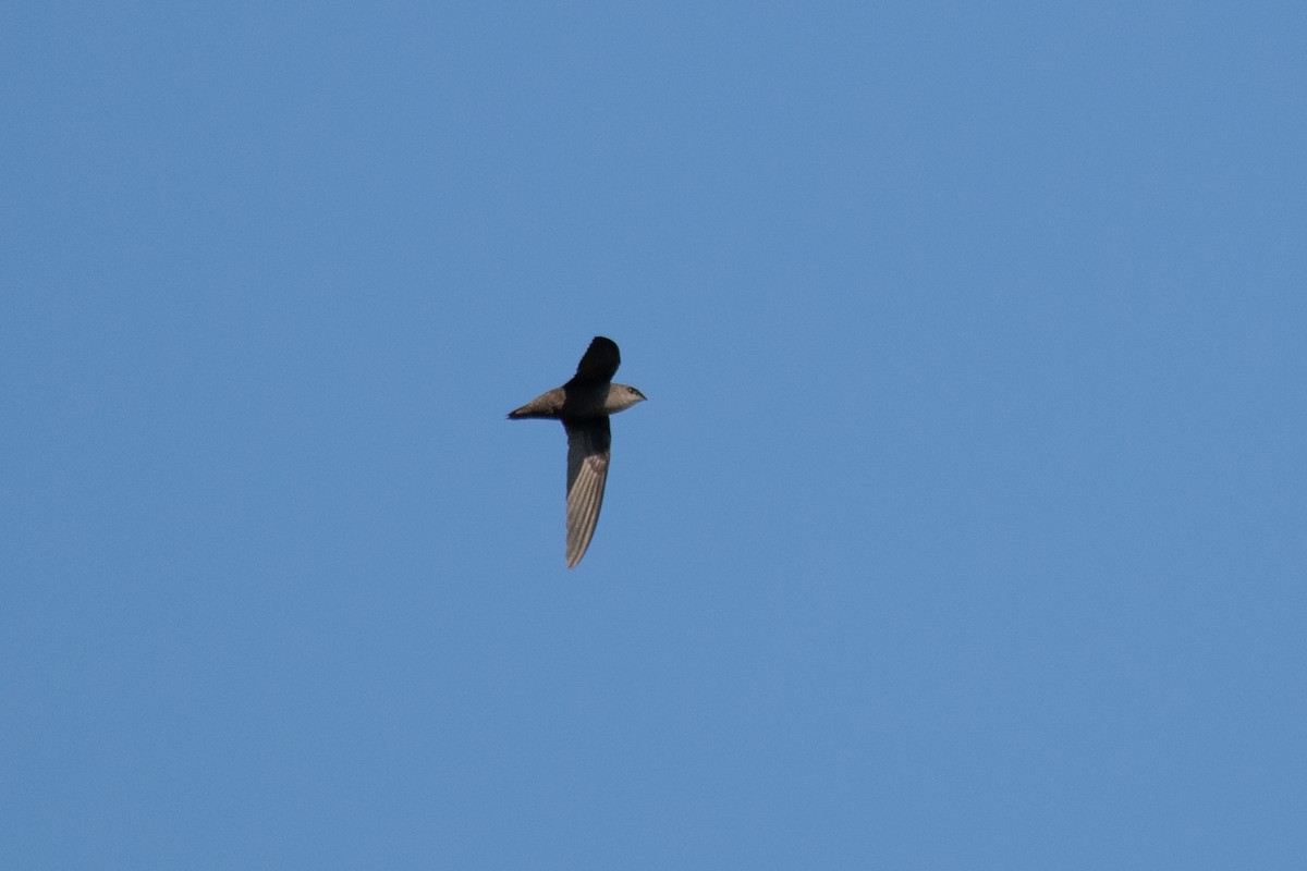 Chimney Swift - ML176147571