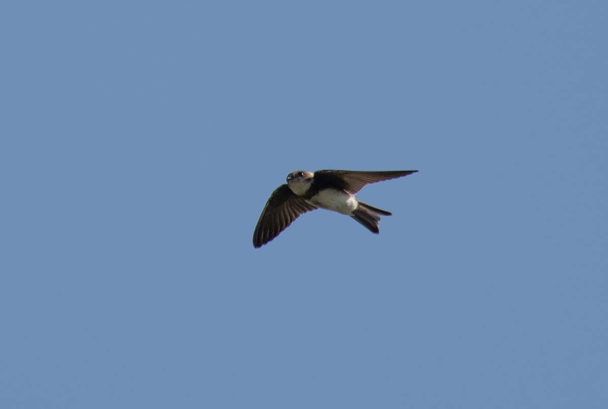 Bank Swallow - ML176147631