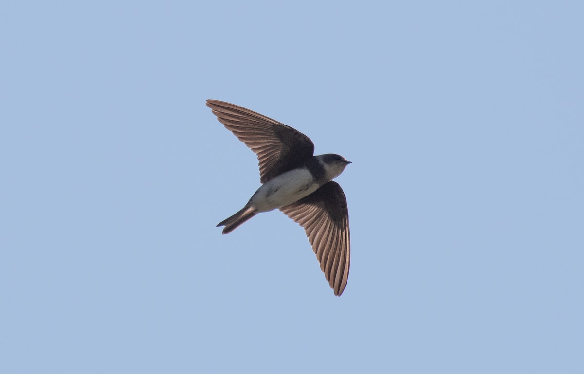 Bank Swallow - ML176147641