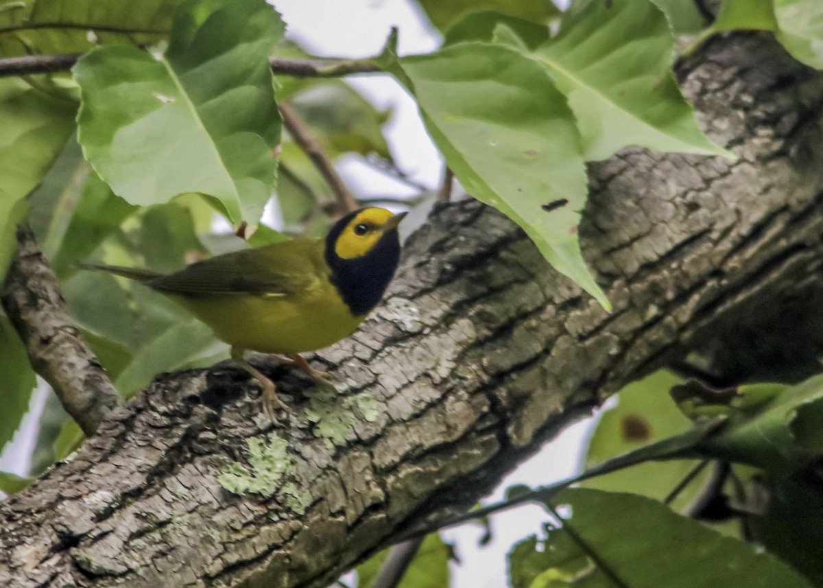 Hooded Warbler - Trefor Evans