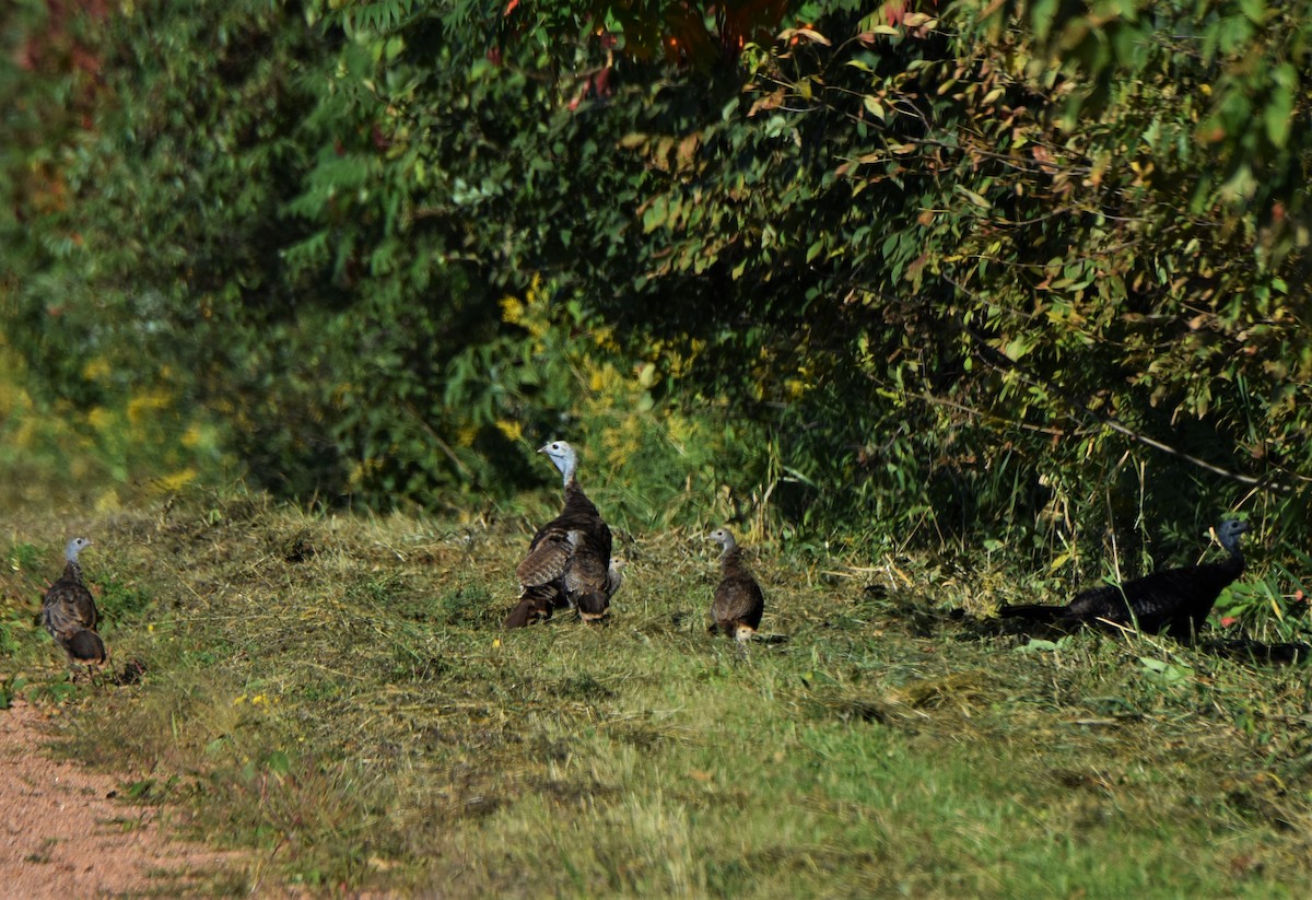 Wild Turkey - Ken Milender