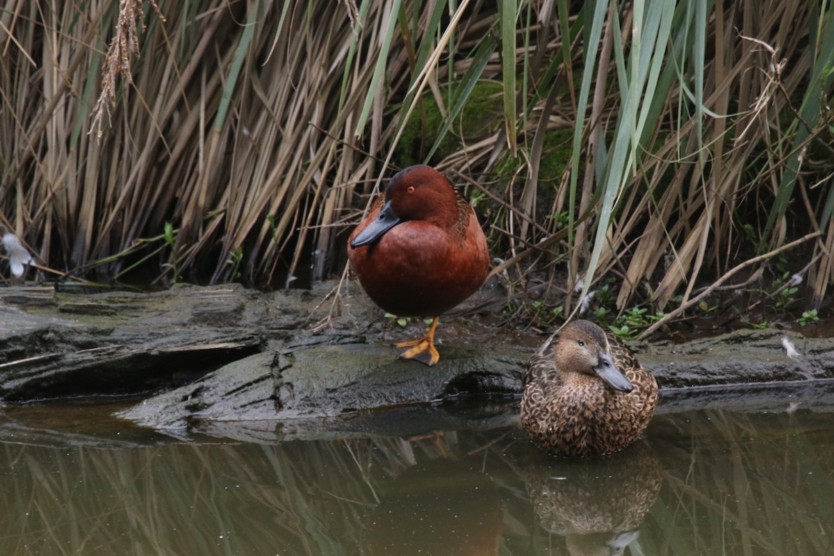 Cinnamon Teal - José Briones Valle