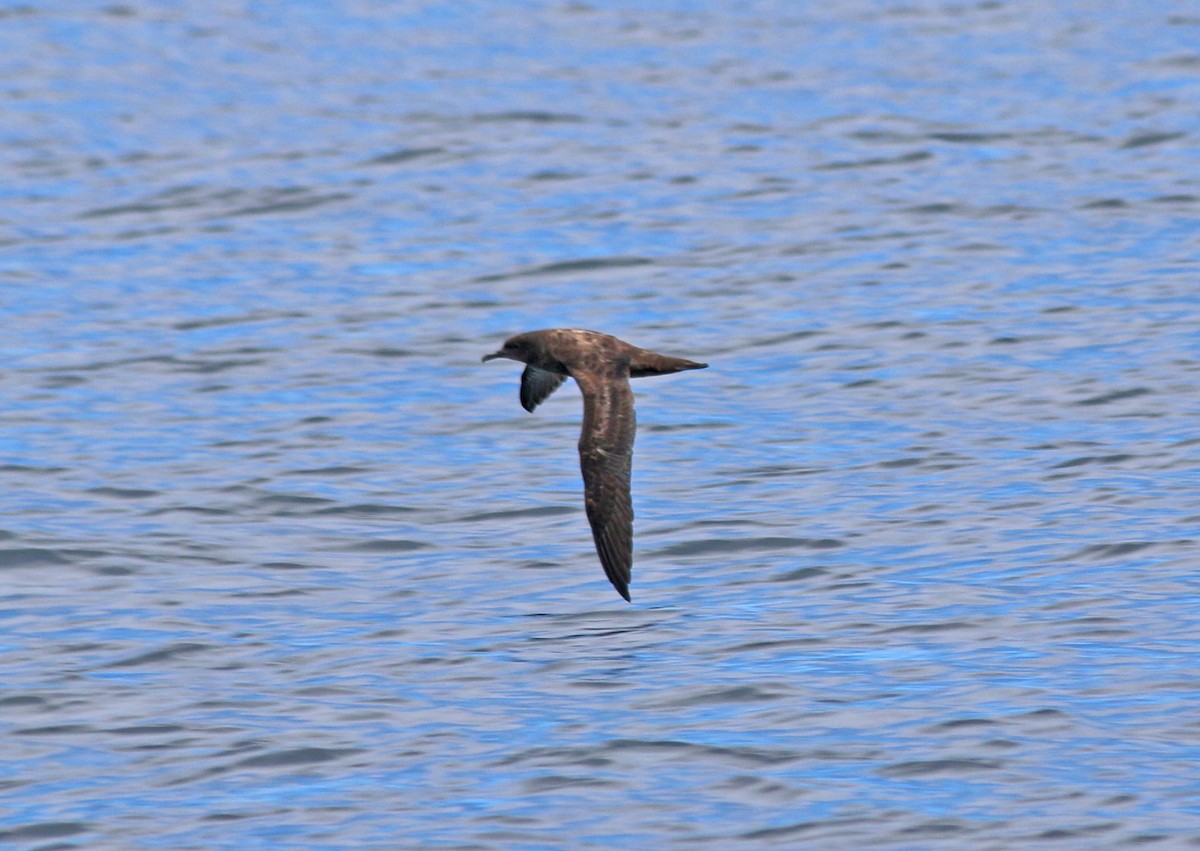 Sooty Shearwater - ML176150211