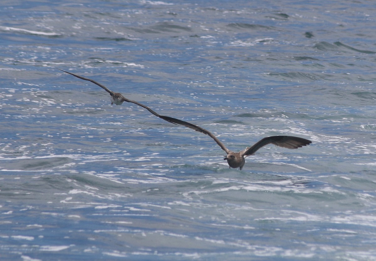 Pink-footed Shearwater - ML176150431