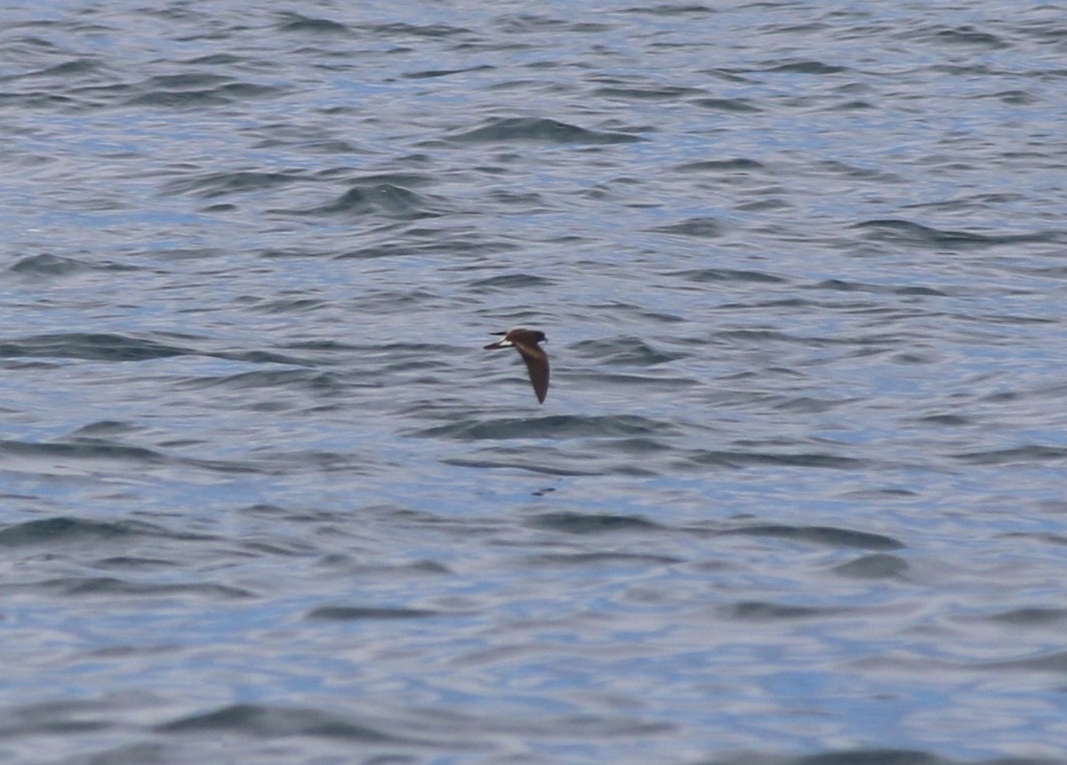 Leach's Storm-Petrel - ML176150531