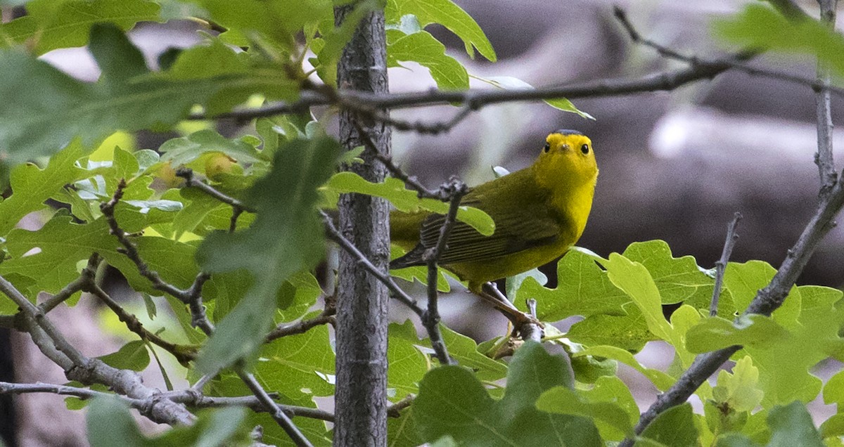 Wilson's Warbler - ML176150581