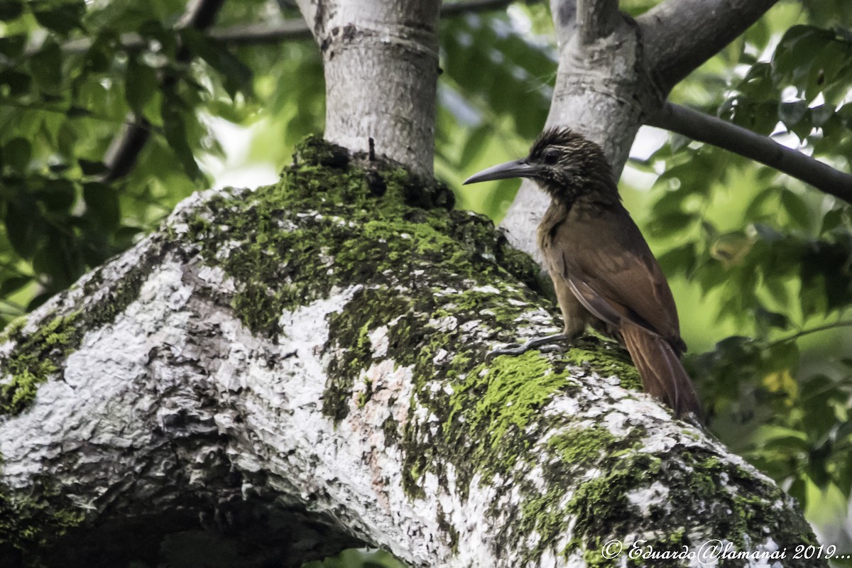 Strong-billed Woodcreeper - ML176153071
