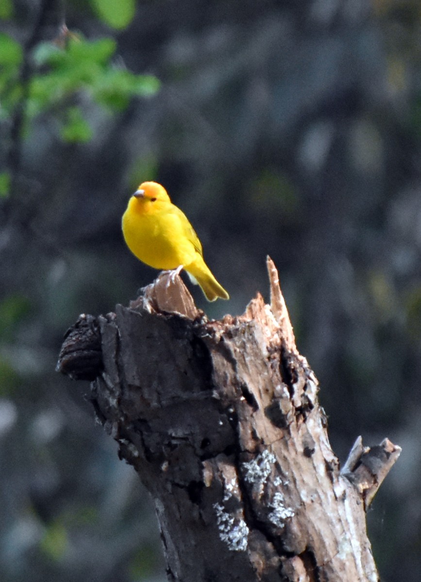 Saffron Finch - Esteban Ortiz