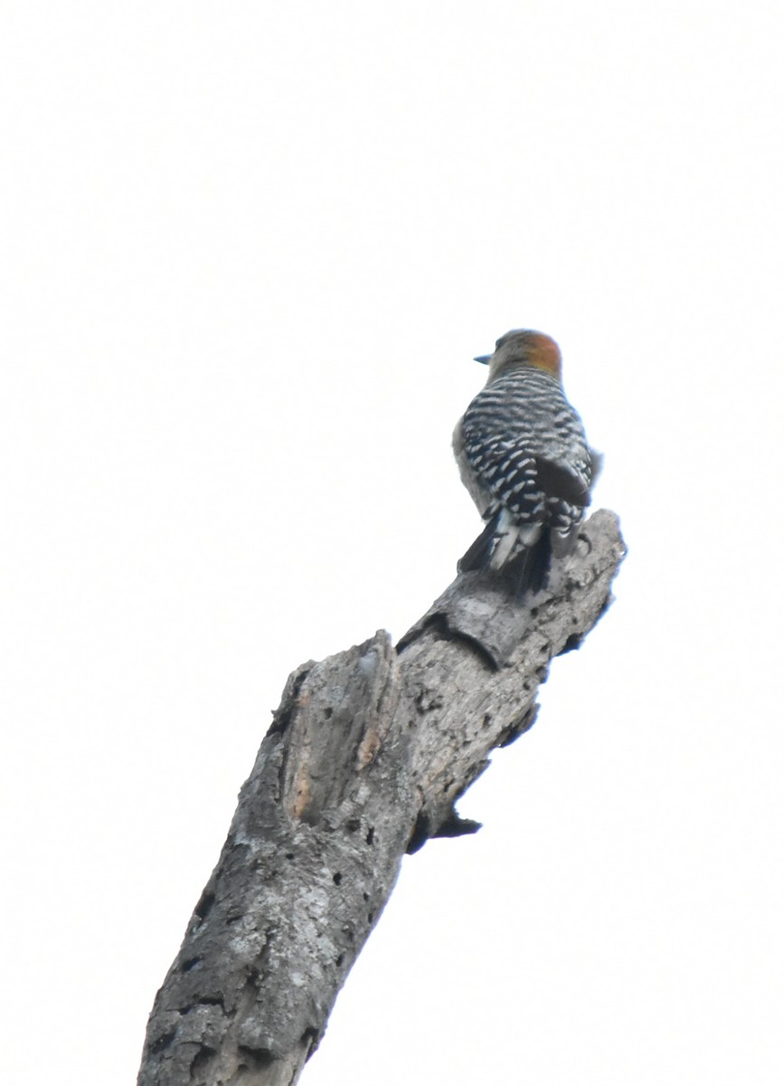 Red-crowned Woodpecker - Esteban Ortiz