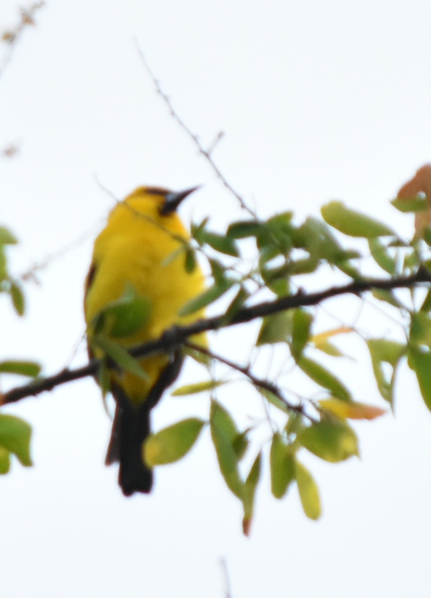 Yellow Oriole - Esteban Ortiz