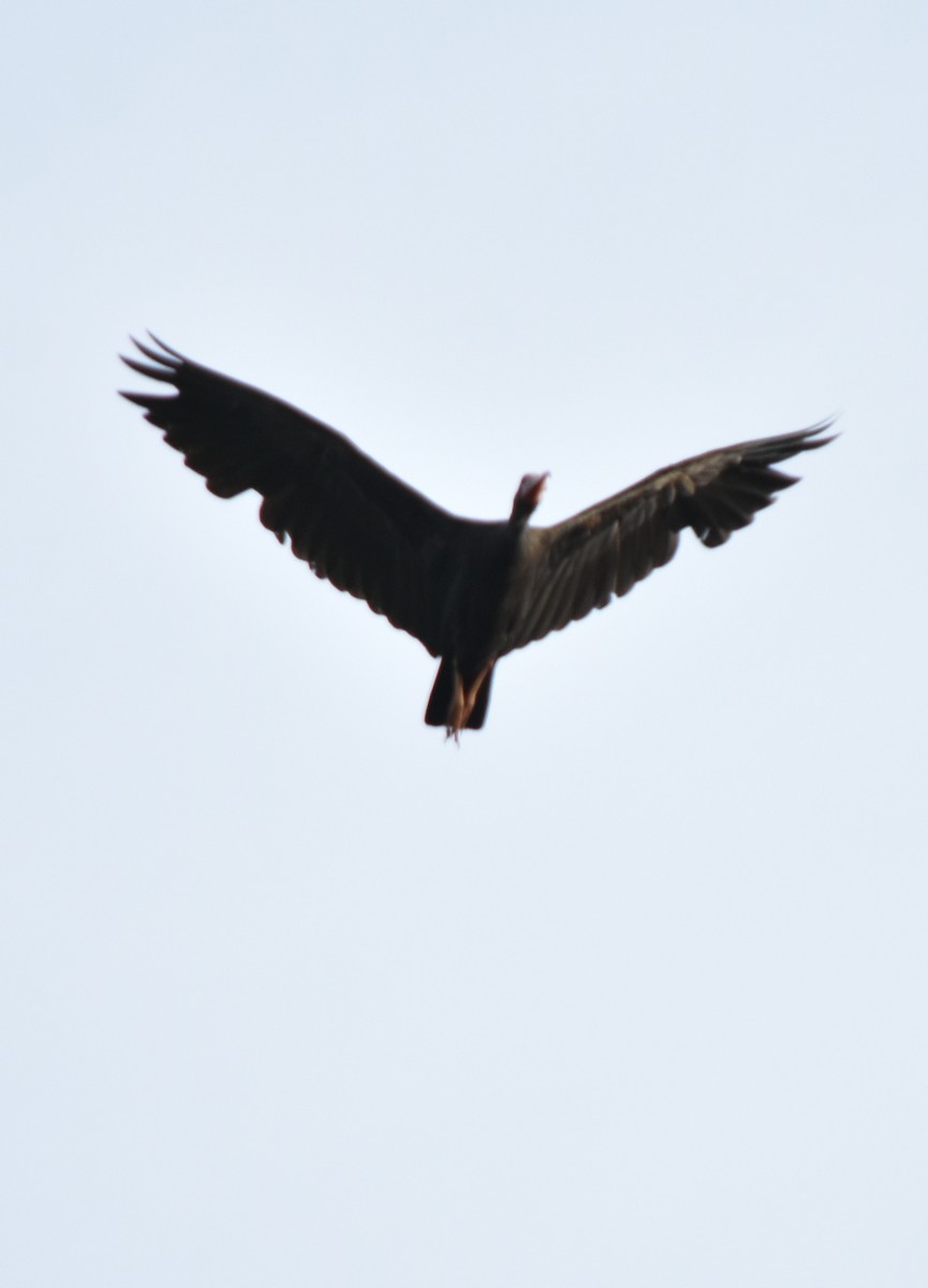 Bare-faced Ibis - ML176153851