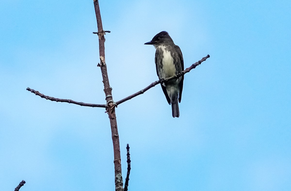 Olive-sided Flycatcher - Gale VerHague