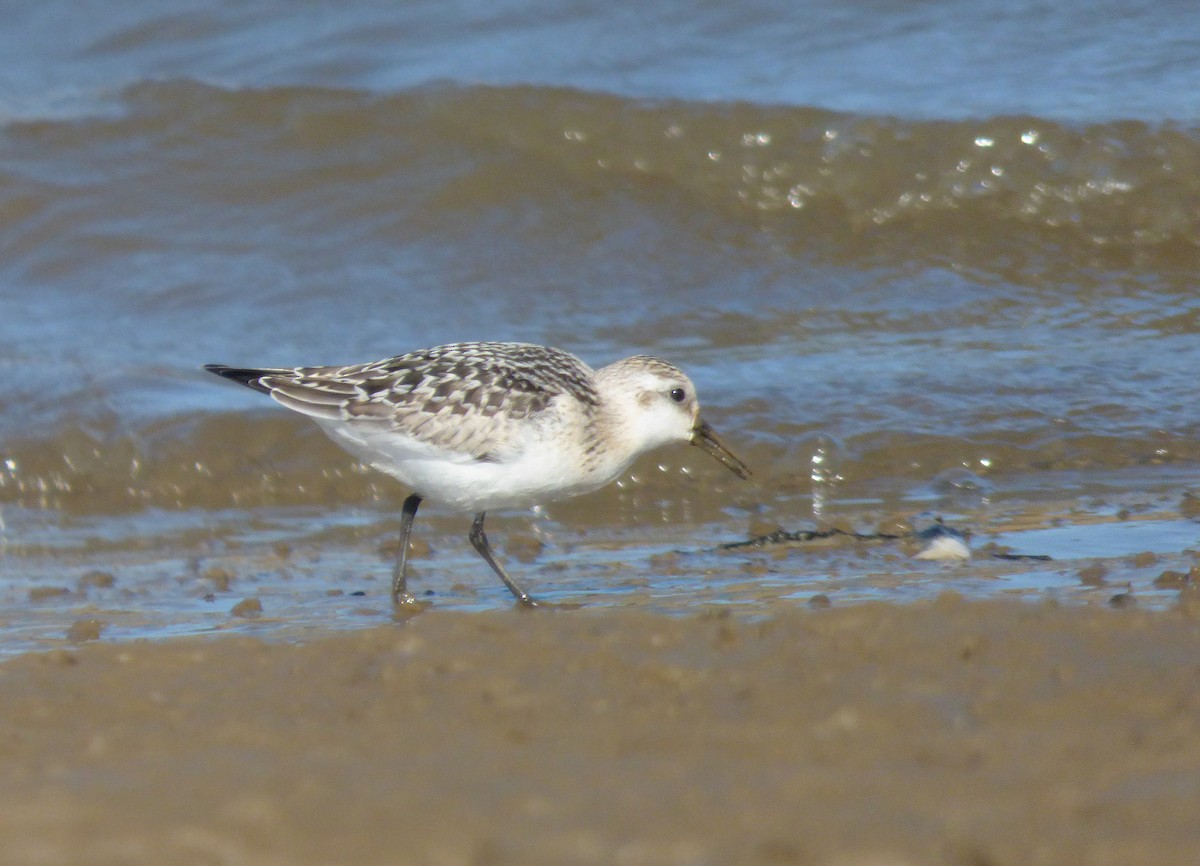 Sanderling - Alfonso Rodrigo