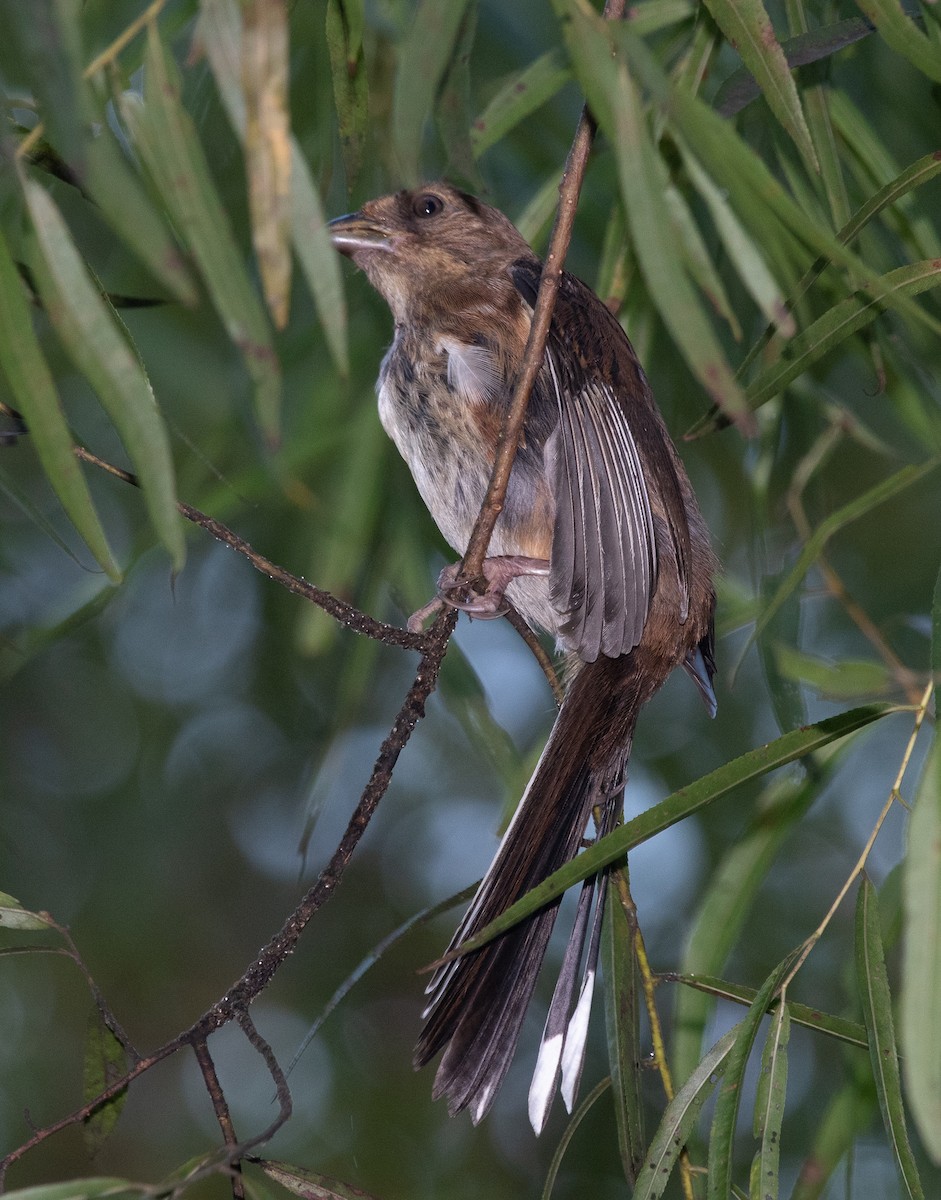 pipilo rudooký - ML176155861