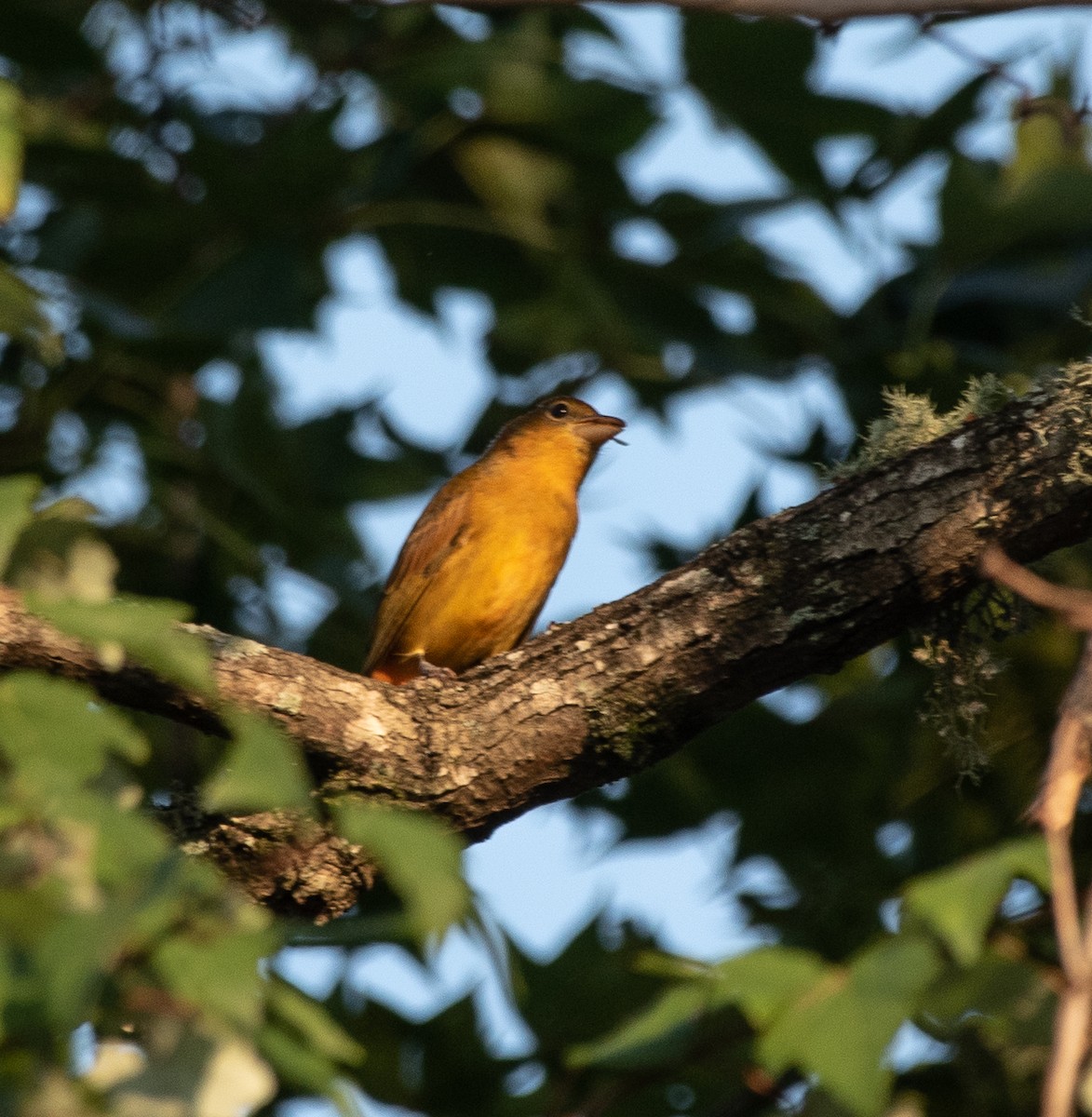 Summer Tanager - ML176156021
