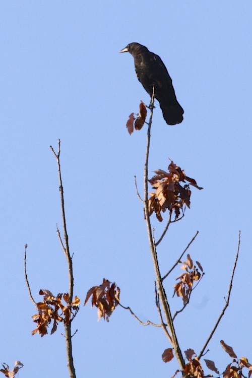 American Crow - ML176156911