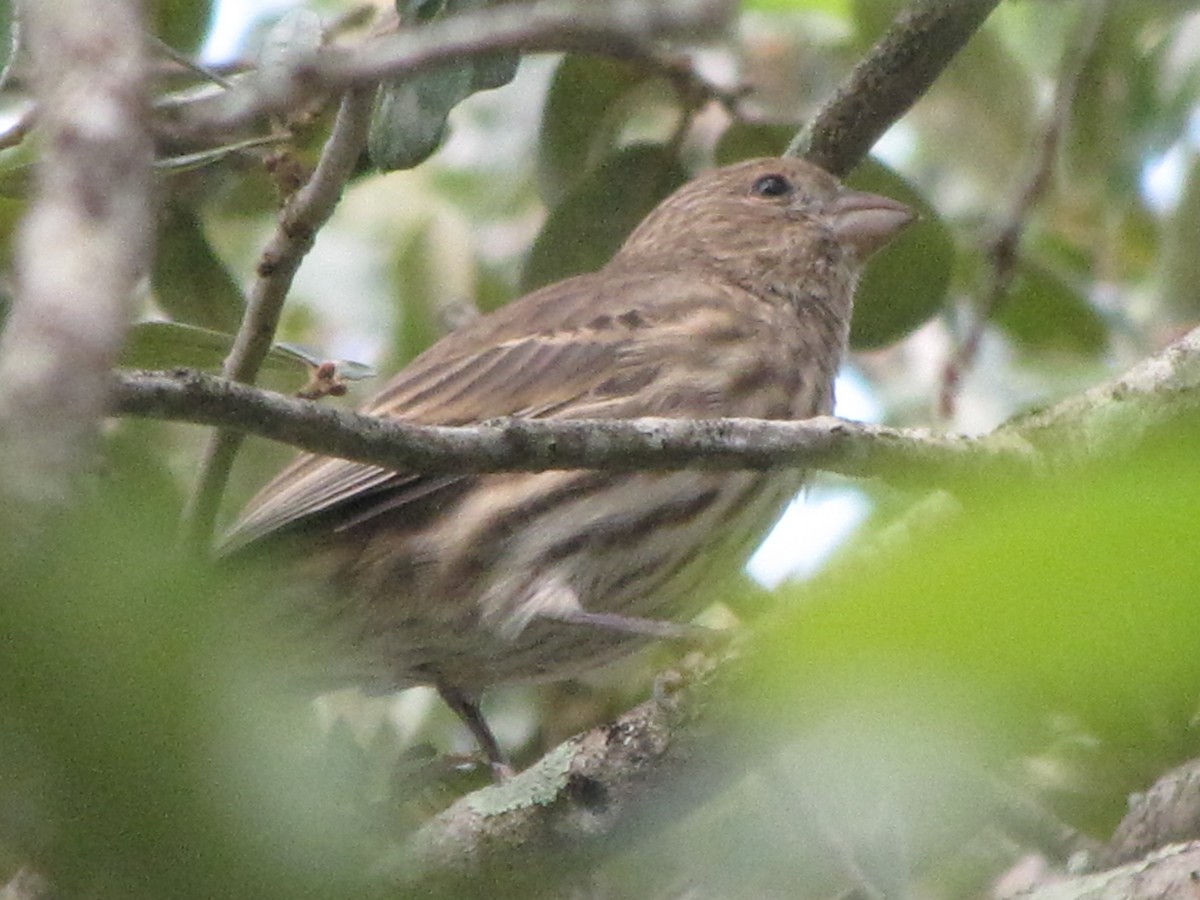 House Finch - ML176158451