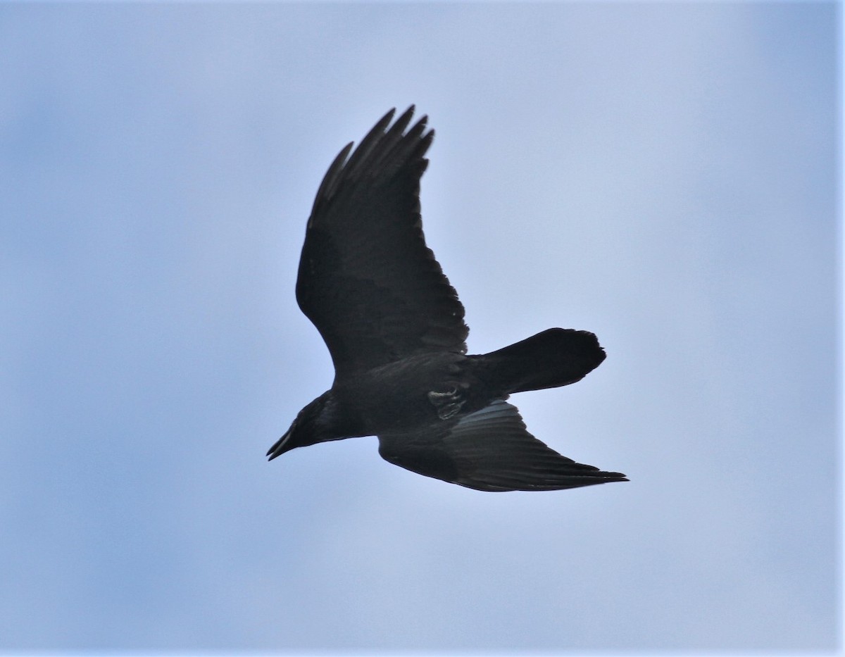 Common Raven - ML176158721