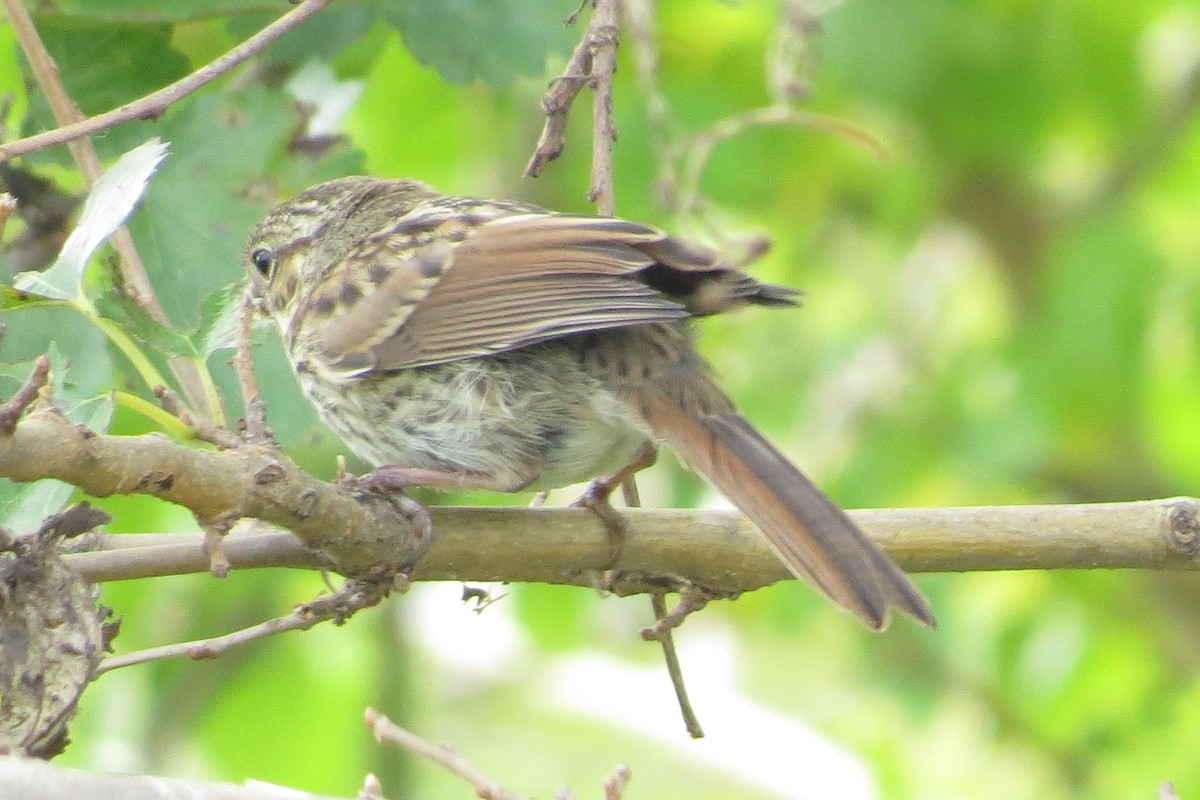 Song Sparrow - ML176159801