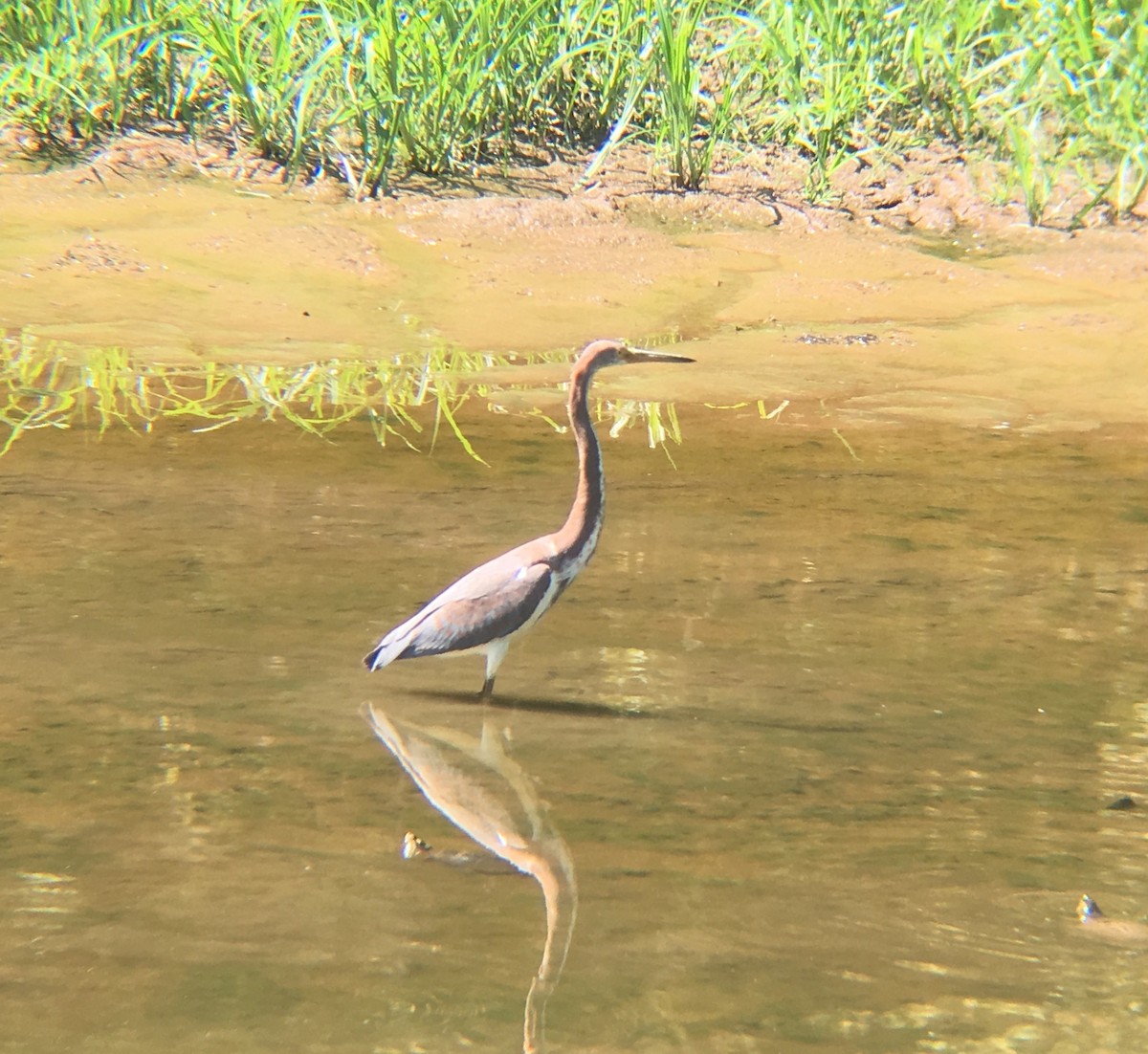 Tricolored Heron - ML176160201