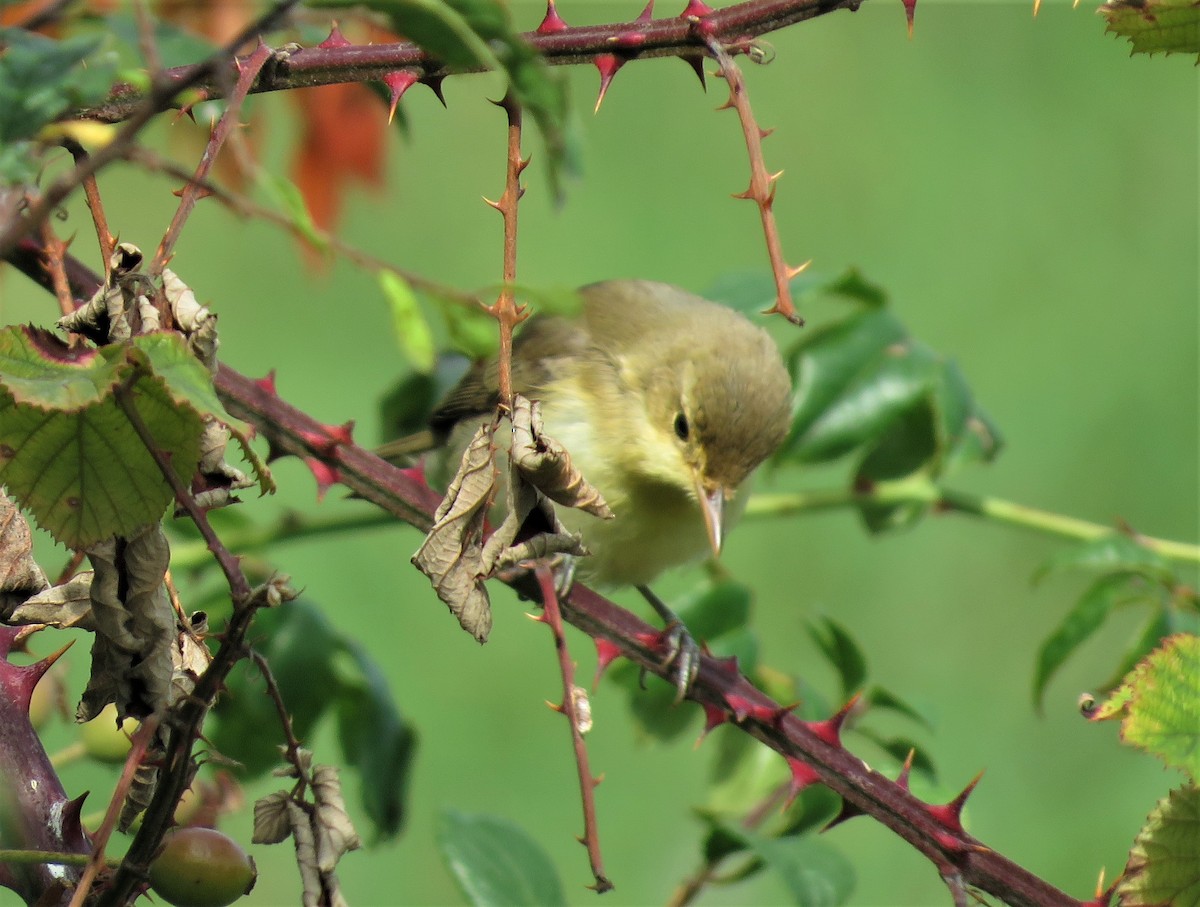 Melodious Warbler - Carmelo de Dios