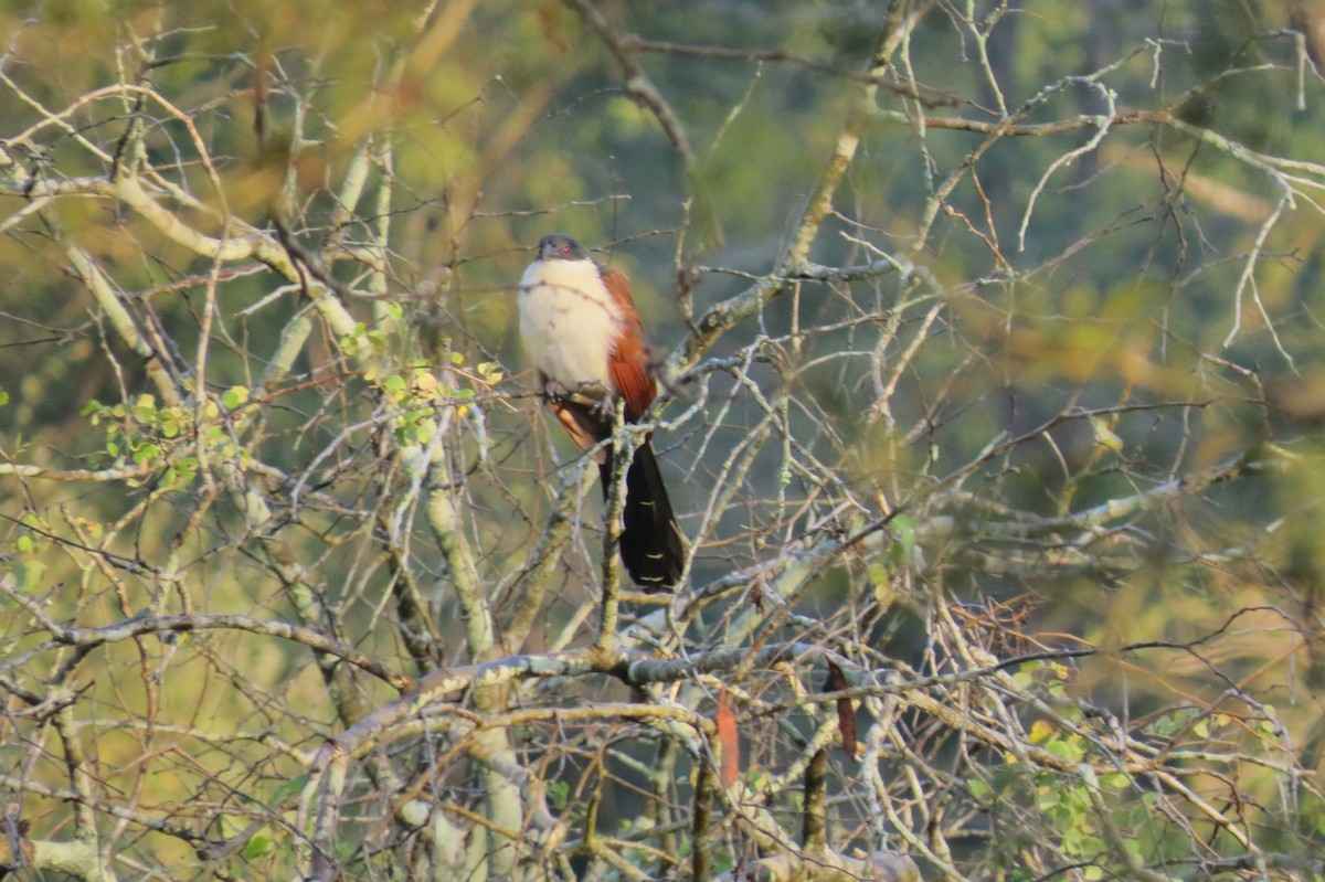 White-browed Coucal (Burchell's) - ML176161641