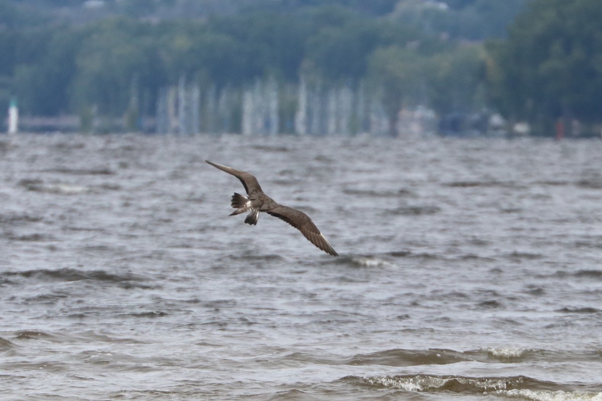 Long-tailed Jaeger - ML176161761