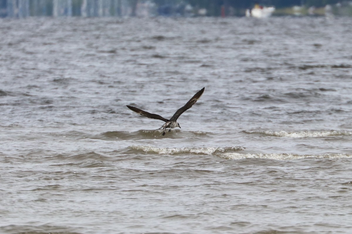 Long-tailed Jaeger - ML176161771