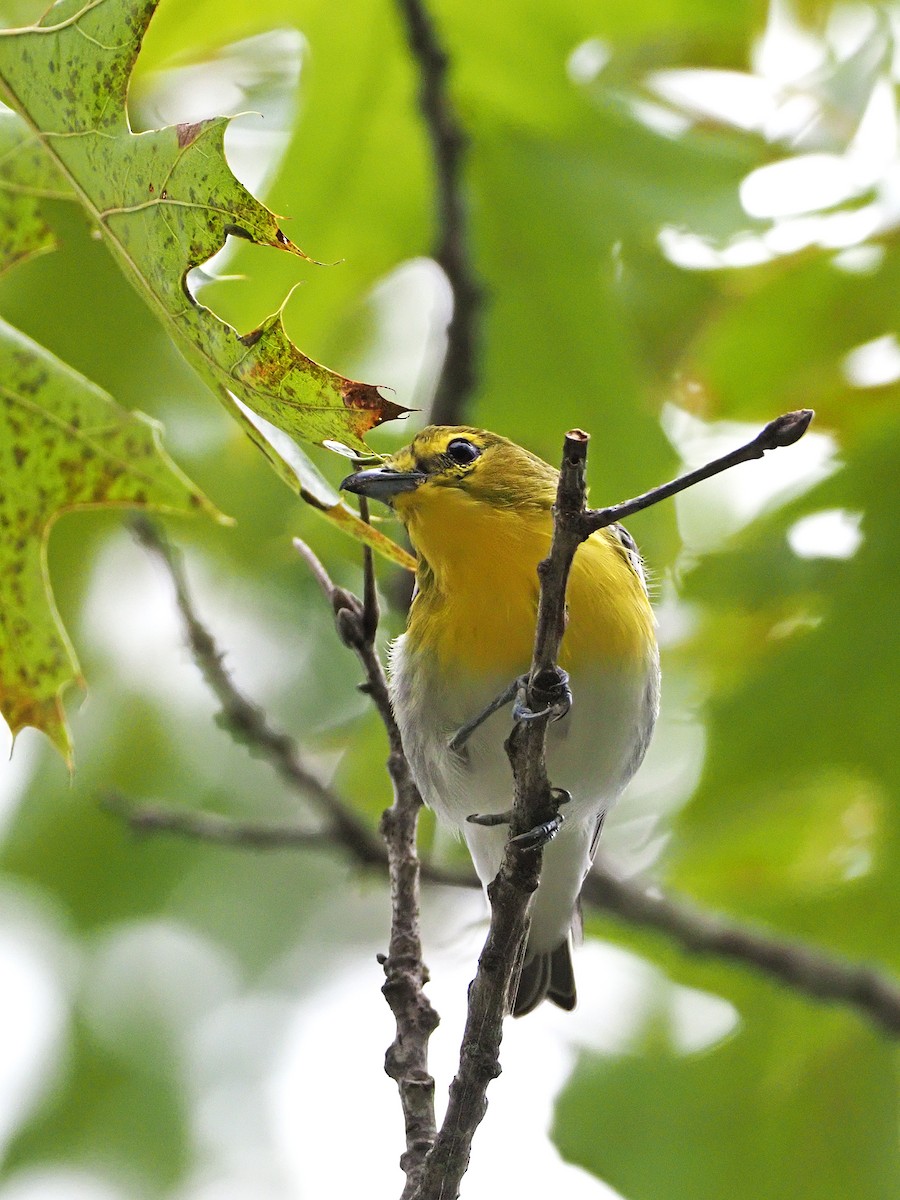 Yellow-throated Vireo - Gary Mueller